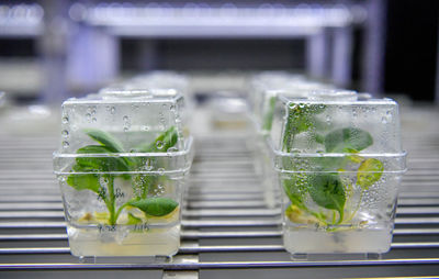 津沽沃土育新種 天津如何以生物育種守護(hù)“農(nóng)業(yè)芯片”