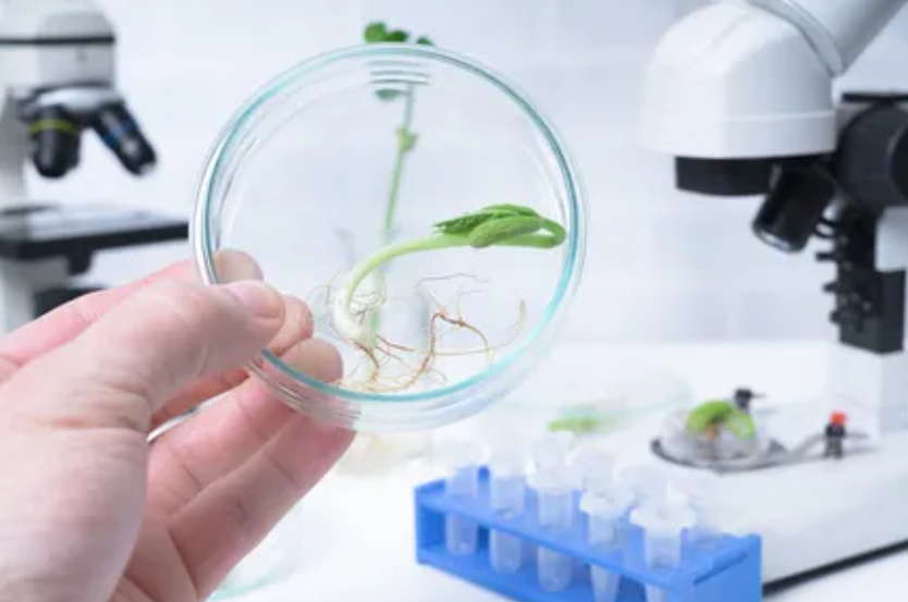 生物育種商業(yè)化提速 種業(yè)發(fā)展將聚焦四大方面